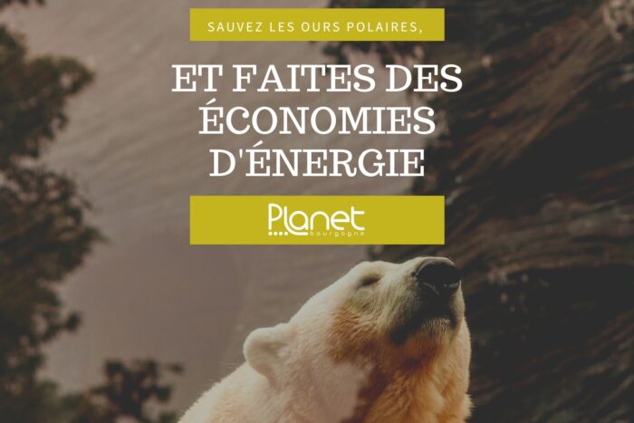 Journée internationale de l’ours polaire – les réflexes à adopter au quotidien – PLANET B Image de la journée internationale de l'ours polaire - les réflexes à adopter au quotidien - PLANET B
